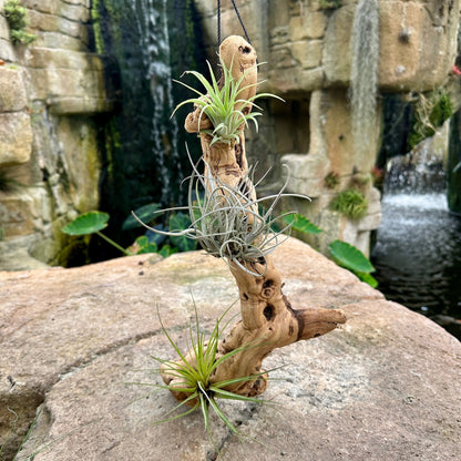 Tillandsia 3 Mounted On Grapewood Hanging - Rainforest Flora