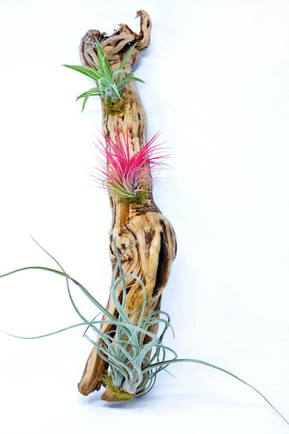 Tillandsia 3 Mounted On Grapewood Hanging - Rainforest Flora