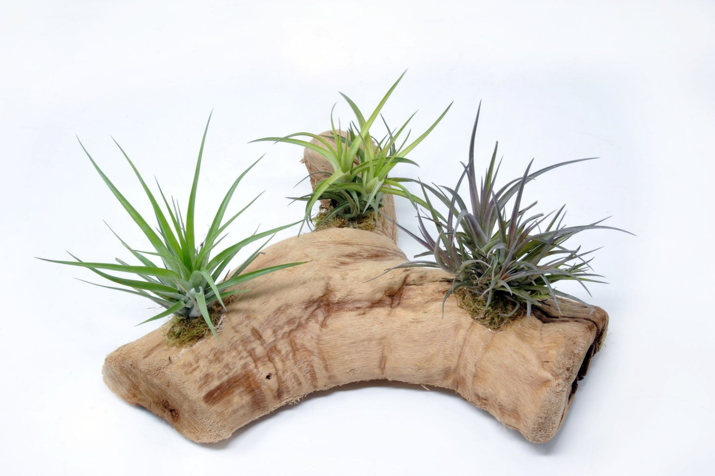 Tillandsia 3 Mounted On Grapewood Sitting - Rainforest Flora