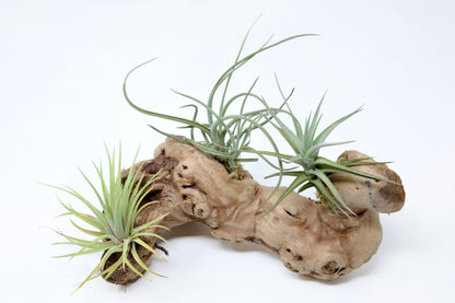 Tillandsia 3 Mounted On Grapewood Sitting - Rainforest Flora