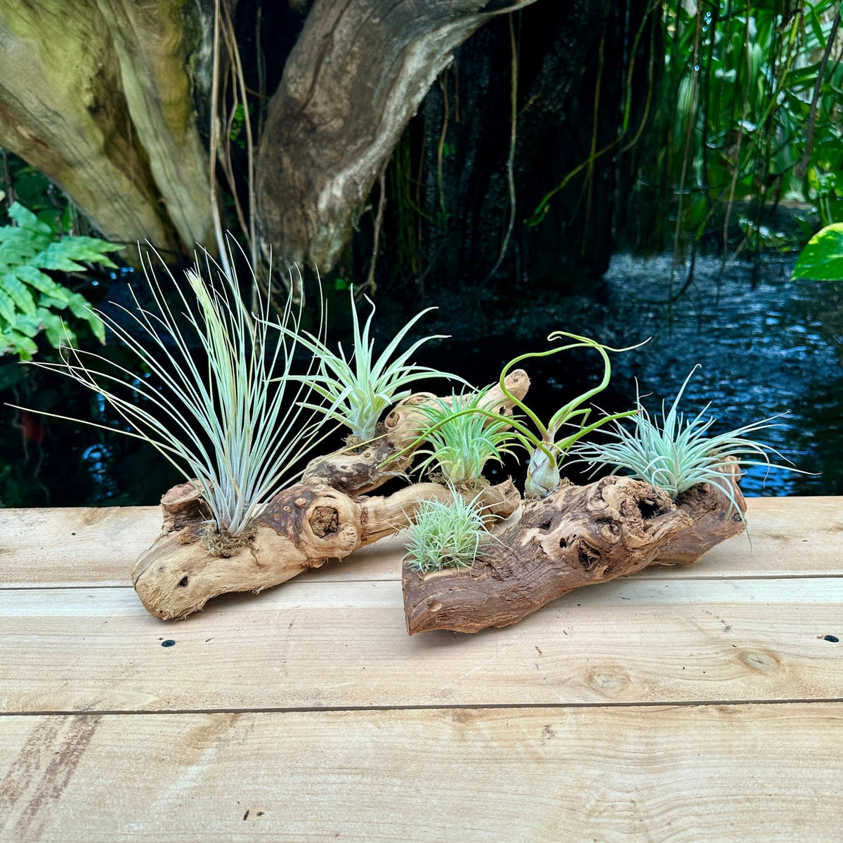 Tillandsia #3 Mounted On Grapewood Sitting - Rainforest Flora