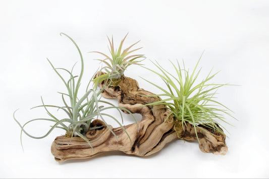 Tillandsia 3 Mounted On Grapewood Sitting - Rainforest Flora