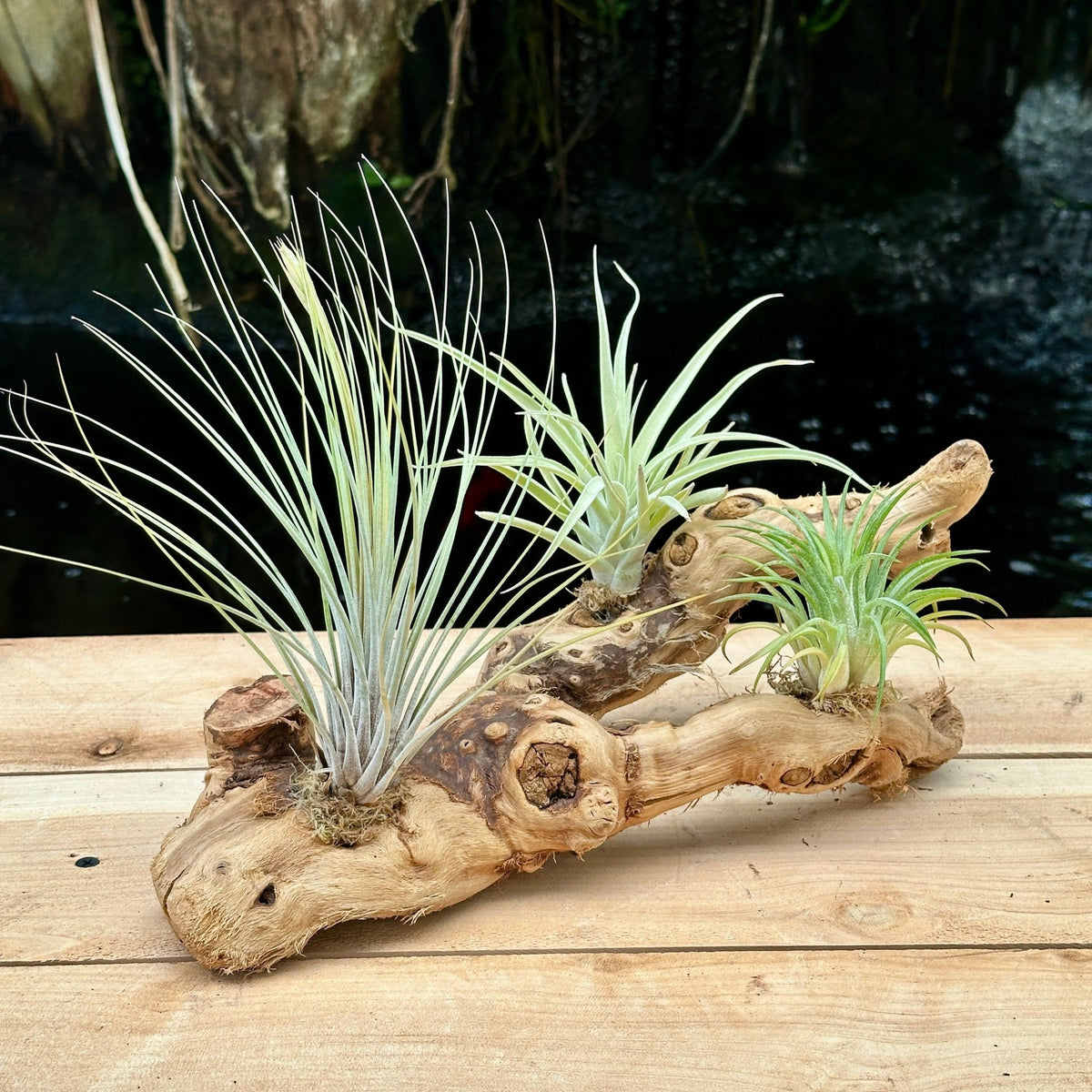 Tillandsia #3 Mounted On Grapewood Sitting - Rainforest Flora