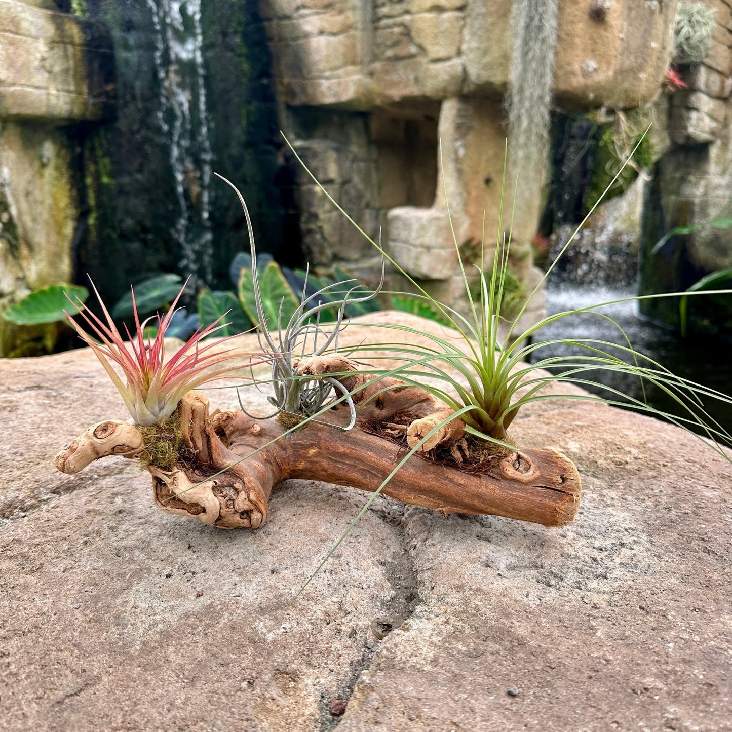Tillandsia 3 Mounted On Grapewood Sitting - Rainforest Flora