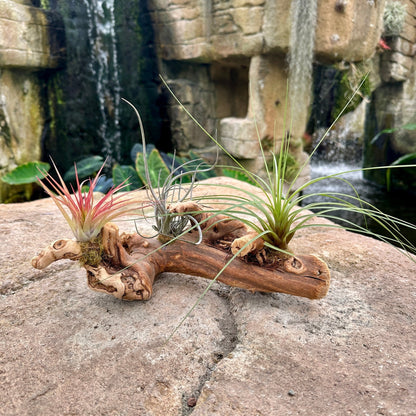 Tillandsia 3 Mounted On Grapewood Sitting - Rainforest Flora
