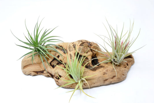 Tillandsia 3 Mounted On Grapewood Sitting - Rainforest Flora