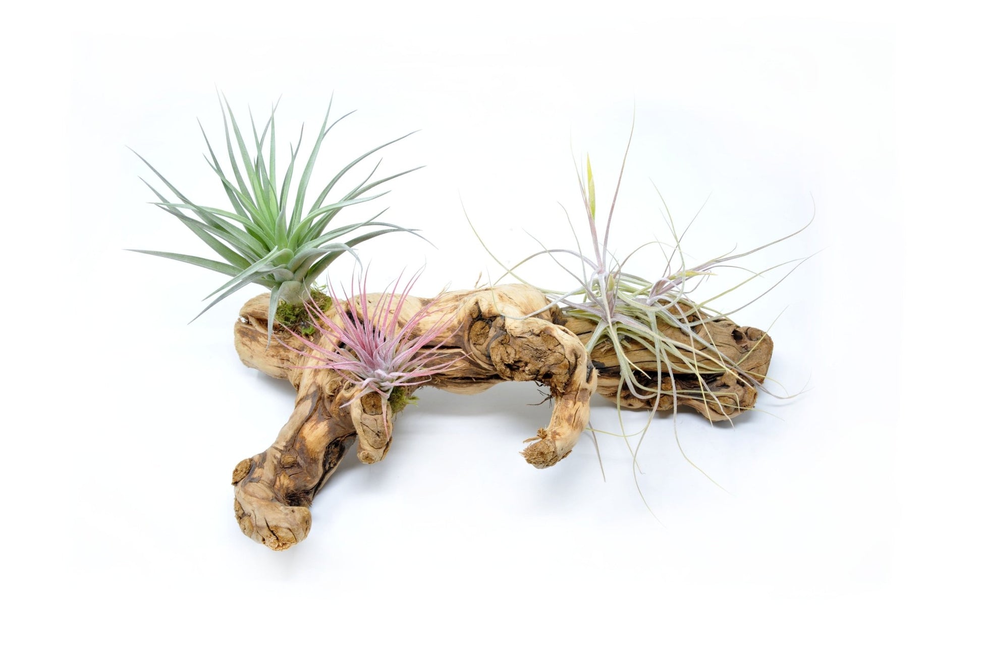 Tillandsia 3 Mounted On Grapewood Sitting - Rainforest Flora