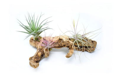 Tillandsia 3 Mounted On Grapewood Sitting - Rainforest Flora