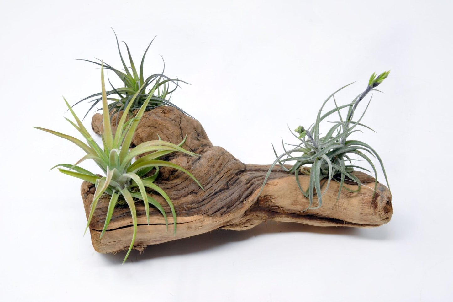 Tillandsia 3 Mounted On Grapewood Sitting - Rainforest Flora