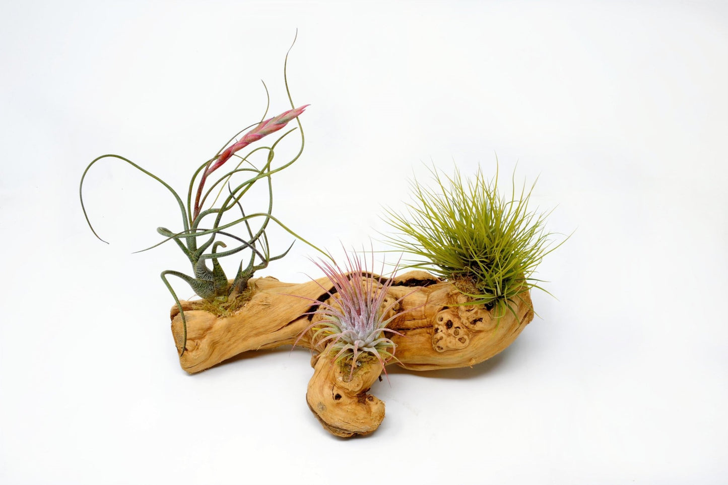 Tillandsia 3 Mounted On Grapewood Sitting - Rainforest Flora