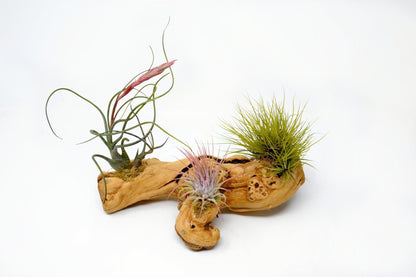 Tillandsia 3 Mounted On Grapewood Sitting - Rainforest Flora