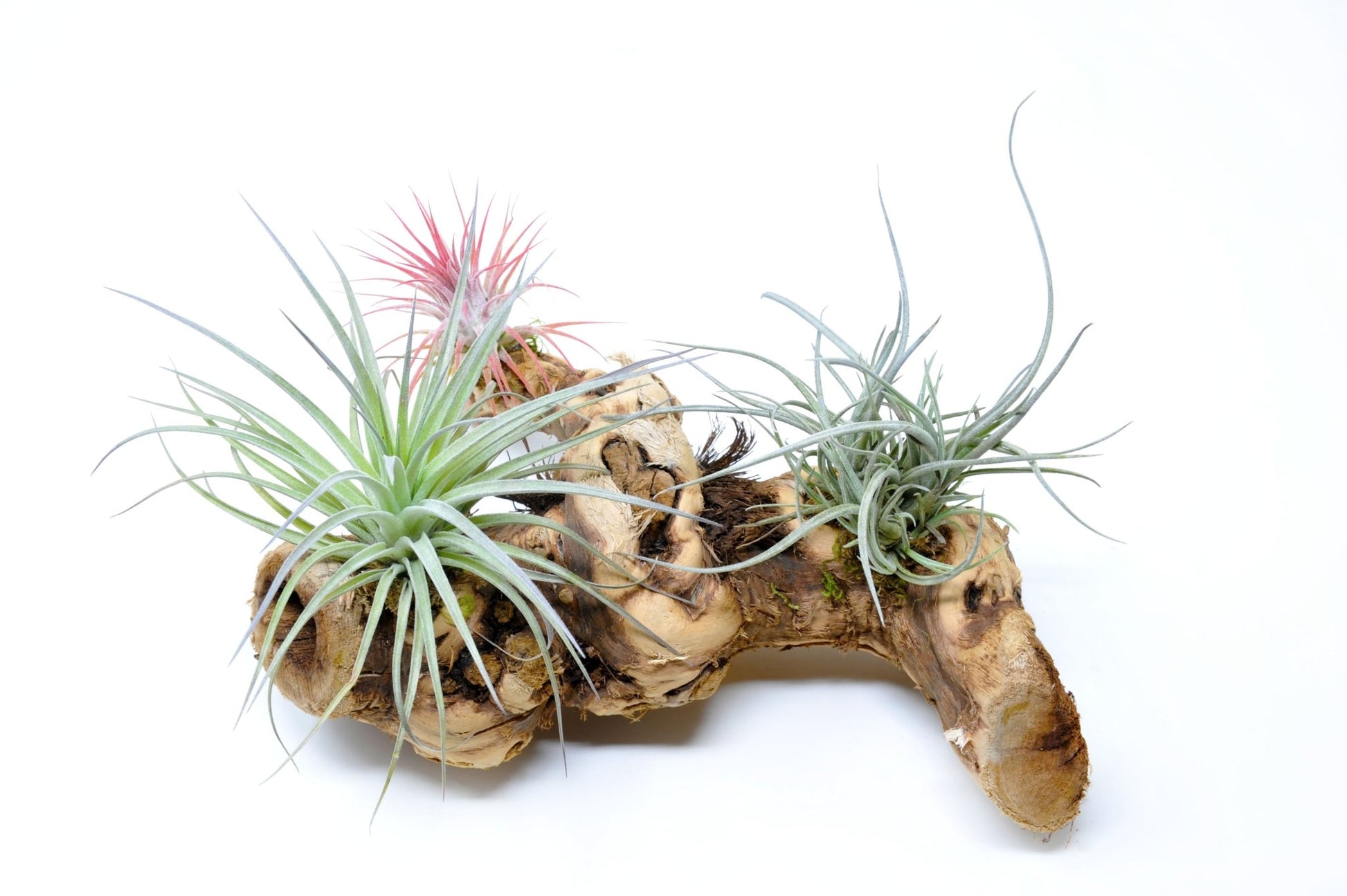 Tillandsia 3 Mounted On Grapewood Sitting - Rainforest Flora