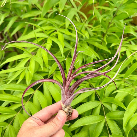 Tillandsia 'A Real Flamer' (T. flabellata Red Form x T. exserta) - Rainforest Flora