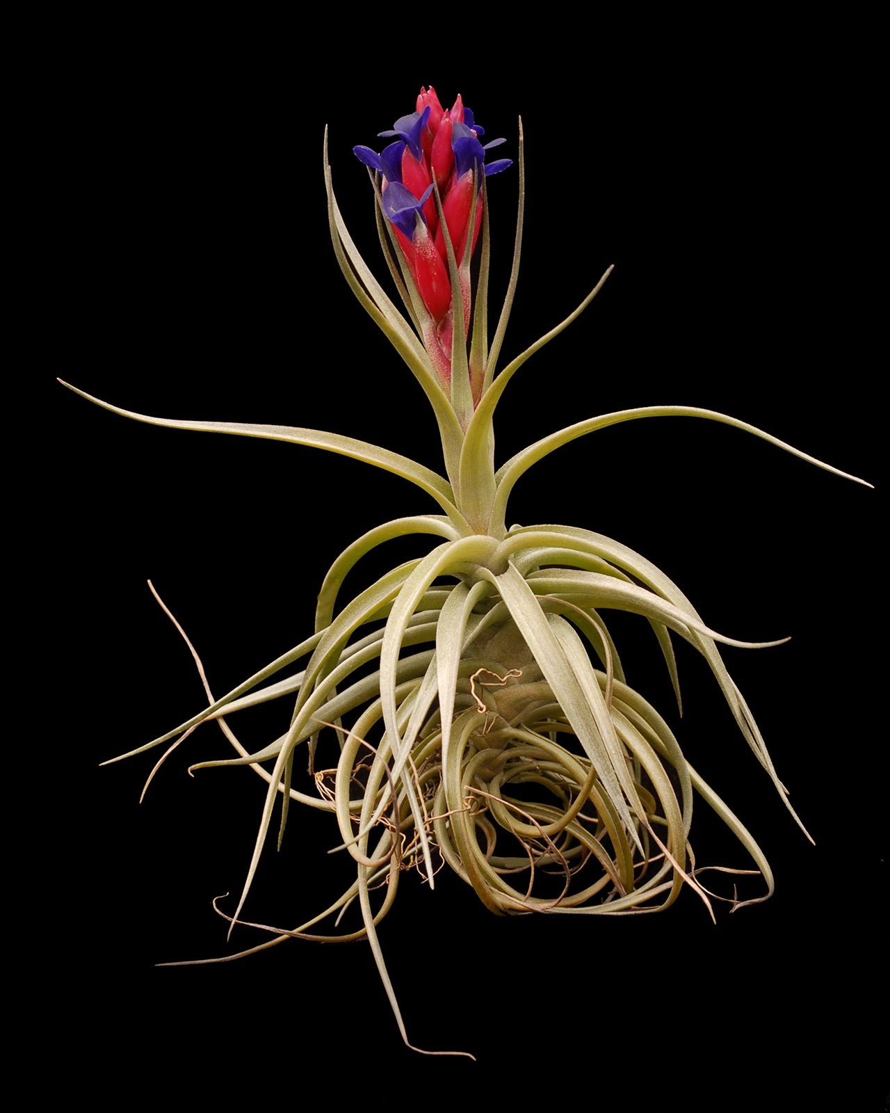 Tillandsia aeranthos - Rainforest Flora