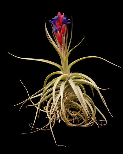 Tillandsia aeranthos - Rainforest Flora