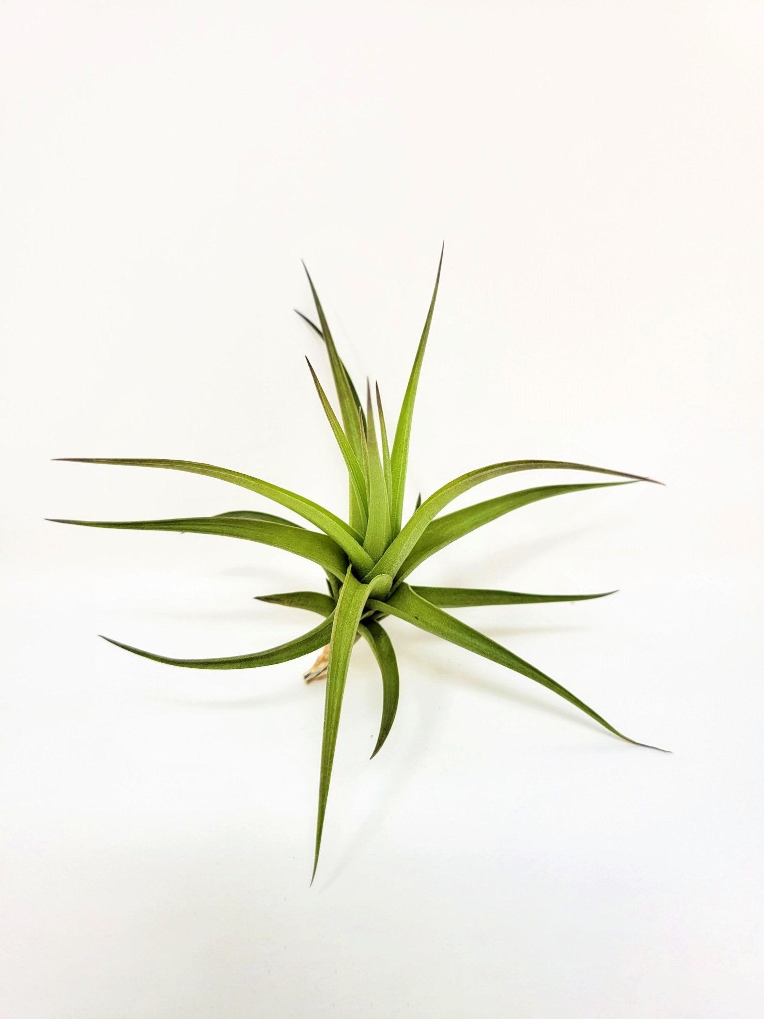 Tillandsia aeranthos - Rainforest Flora