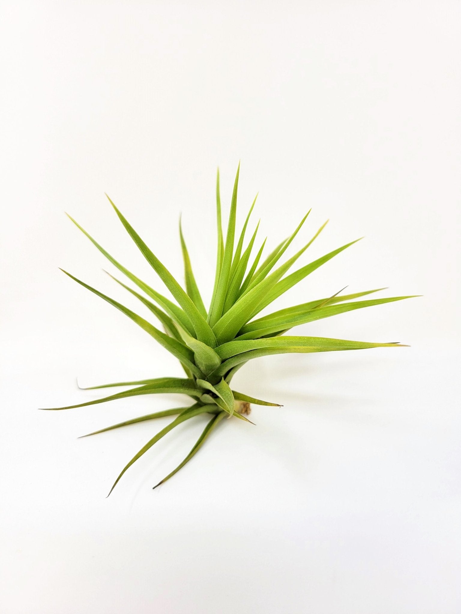 aeranthos air plant Tillandsia aeranthos