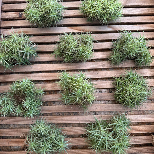 Tillandsia aeranthos ‘Miniata Mini Me’ - Rainforest Flora