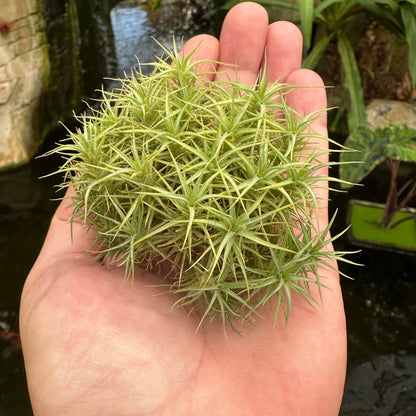 Tillandsia aeranthos ‘Miniata Mini Me’ - Rainforest Flora