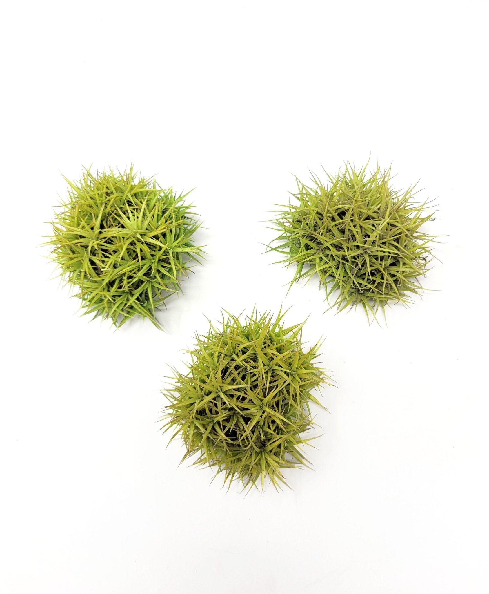 aeranthos teddy bear air plant Tillandsia aeranthos 'Miniata Mini Mini Me' – Rainforest Flora