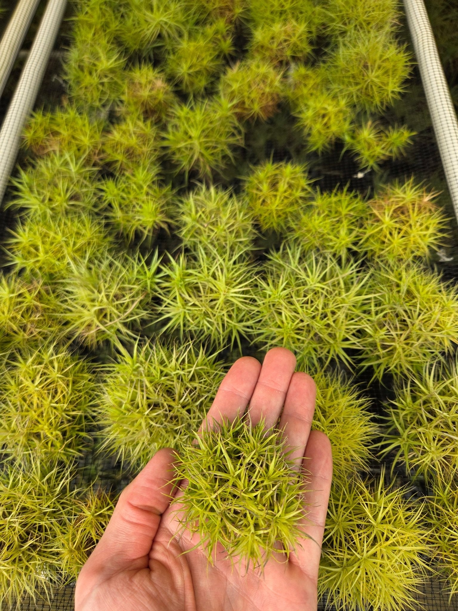 Tillandsia aeranthos 'Miniata Mini Mini Me' – Rainforest Flora