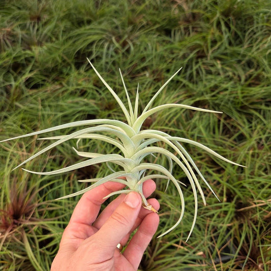 Tillandsia aeranthos "The Pink" - Rainforest Flora