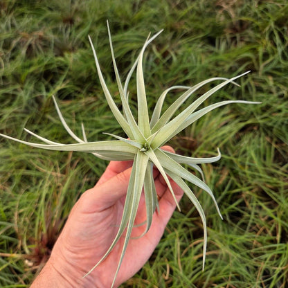 Tillandsia aeranthos "The Pink" - Rainforest Flora
