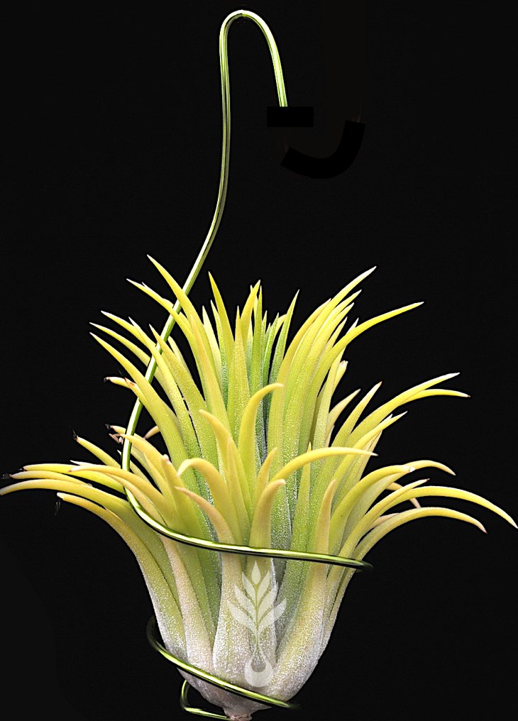 Tillandsia Airplant Wire - Rainforest Flora