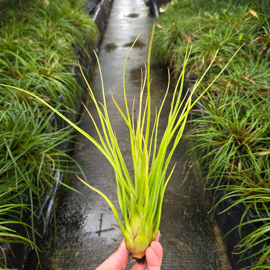Tillandsia 'Albert The Great' - Rainforest Flora