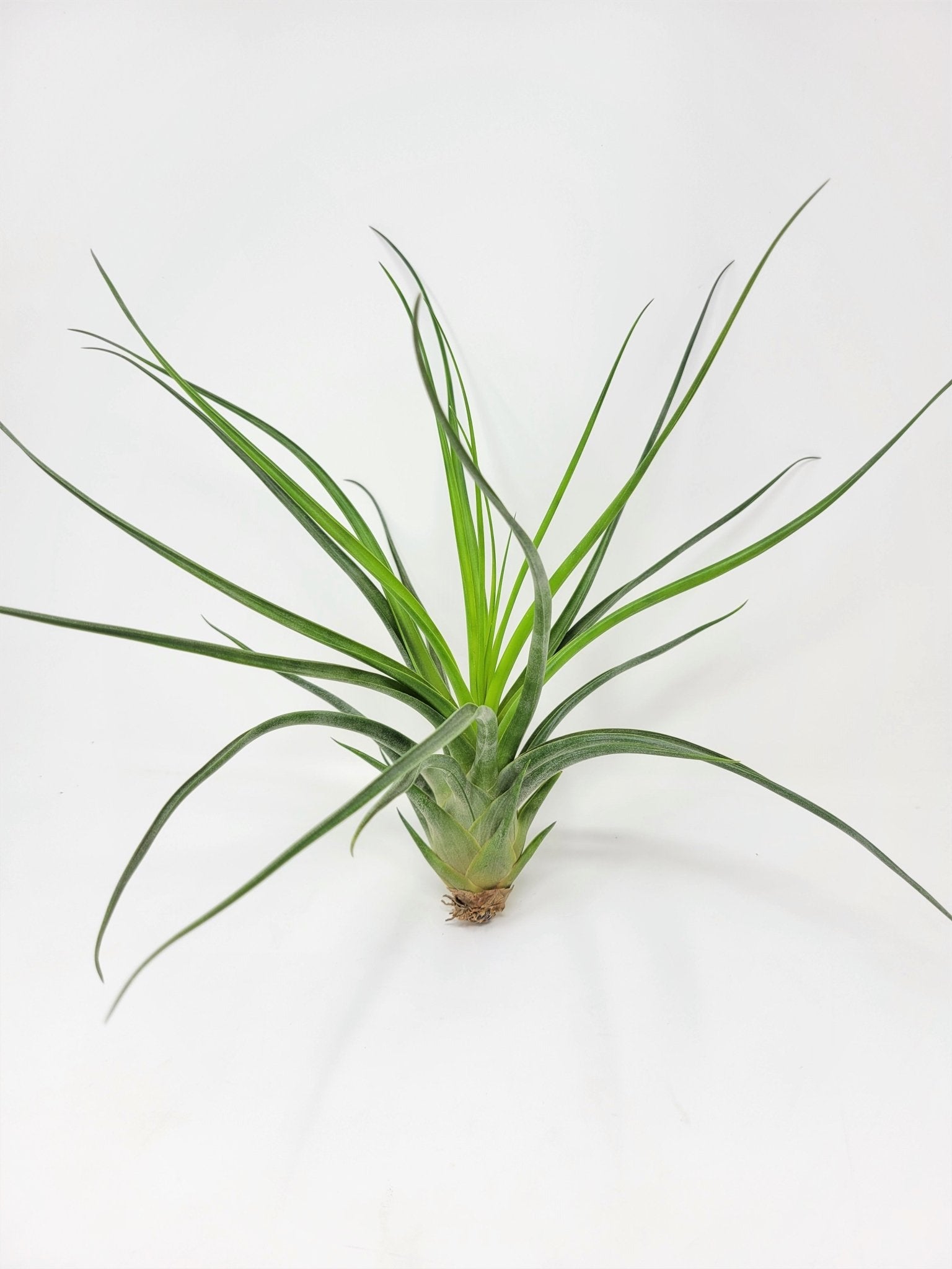 Tillandsia 'Albert The Great' - Rainforest Flora