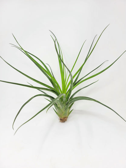 Tillandsia 'Albert The Great' - Rainforest Flora