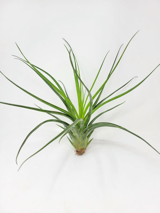 Tillandsia 'Albert The Great' - Rainforest Flora