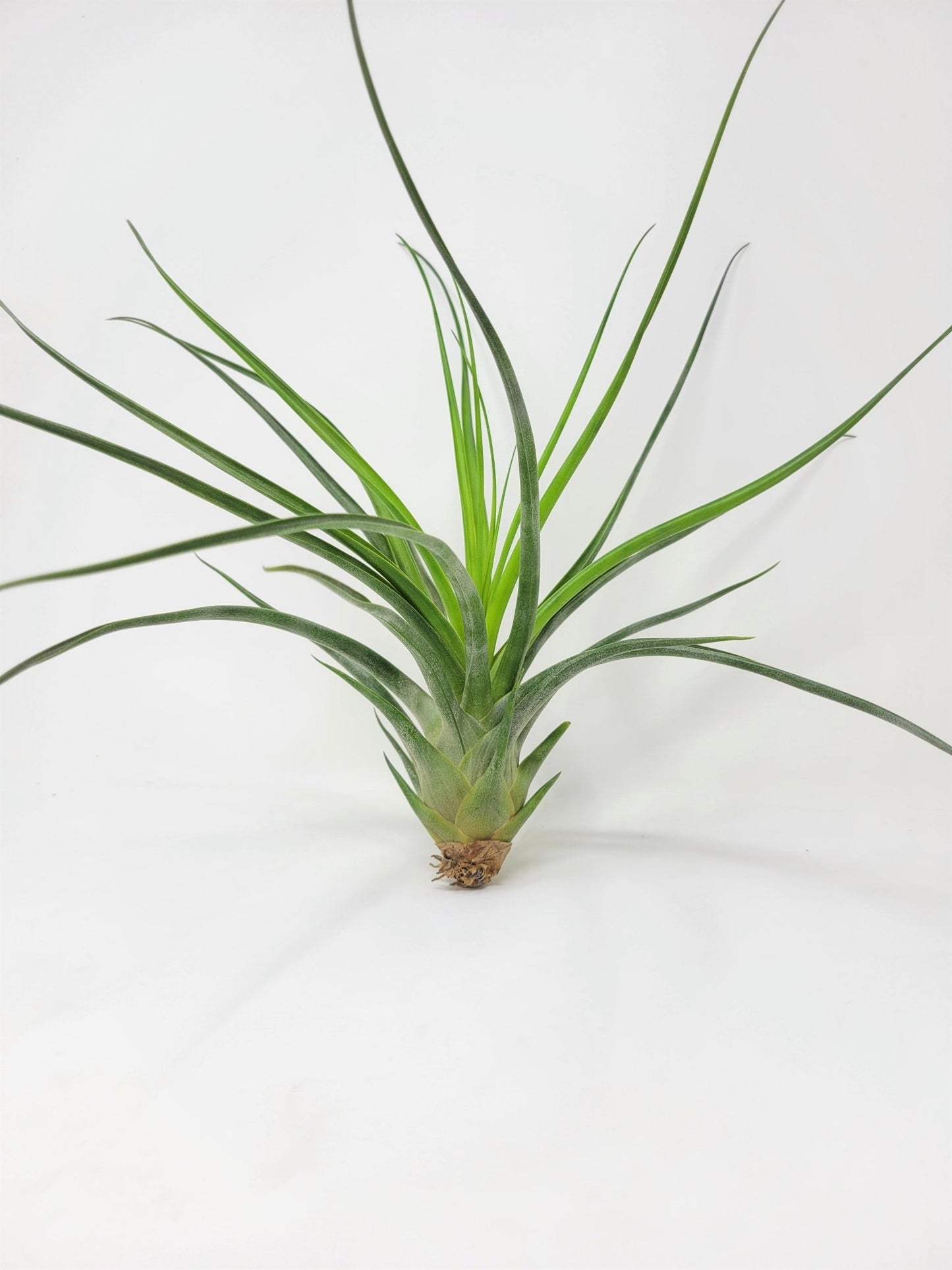 Tillandsia 'Albert The Great' - Rainforest Flora