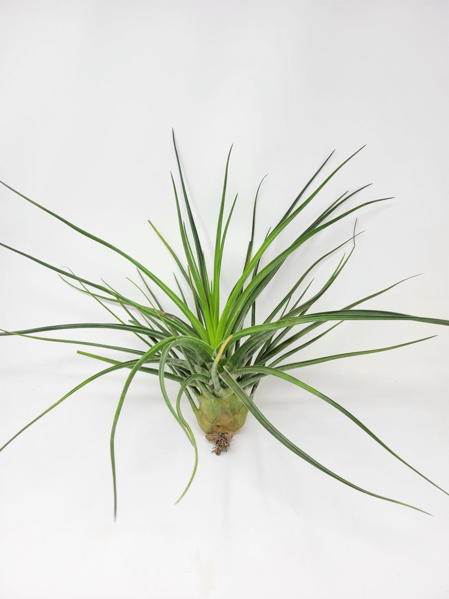 Tillandsia 'Albert The Great' - Rainforest Flora