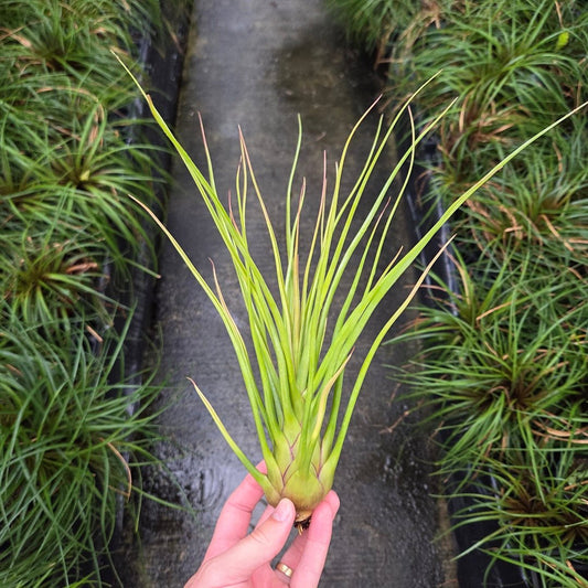 Tillandsia 'Albert The Great' - Rainforest Flora
