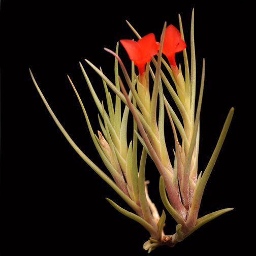 Tillandsia albertiana - Rainforest Flora