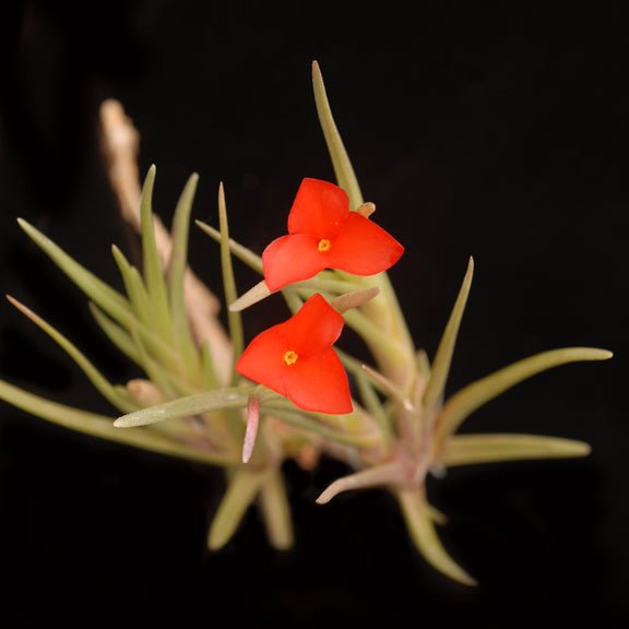 Tillandsia albertiana - Rainforest Flora