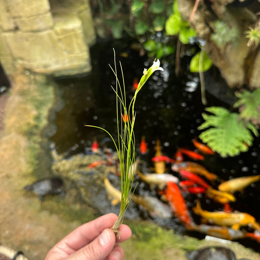 Tillandsia alvareziae - Rainforest Flora