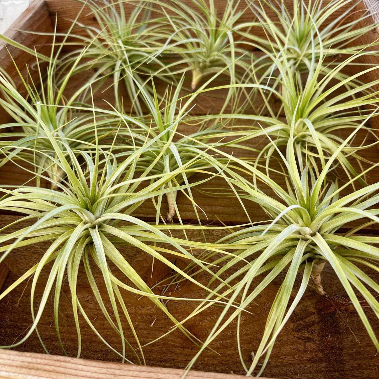 Tillandsia 'An Interesting Cross' (T. nuptialis x T. stricta Hard Leaf) - Rainforest Flora