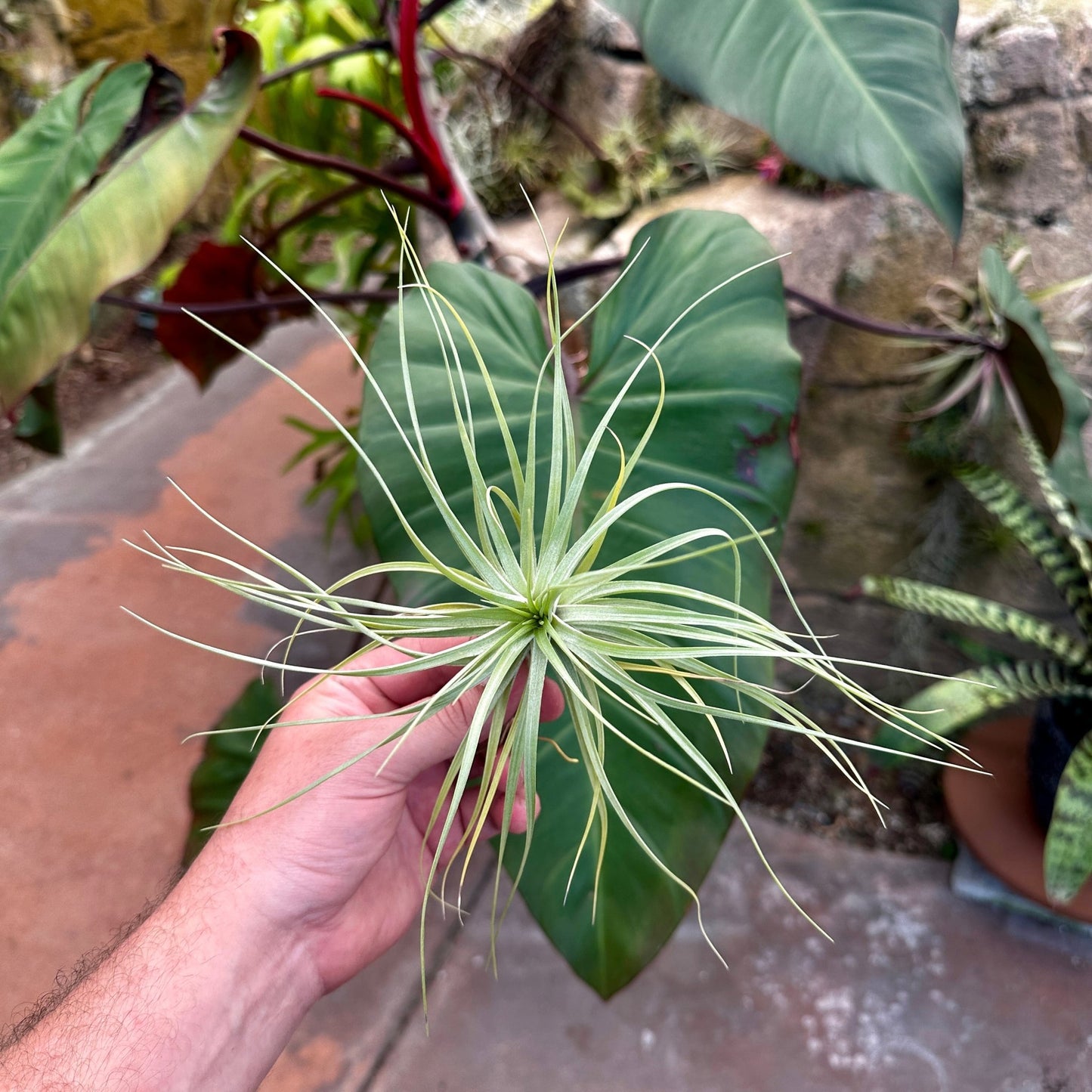Tillandsia 'An Interesting Cross' (T. nuptialis x T. stricta Hard Leaf) - Rainforest Flora