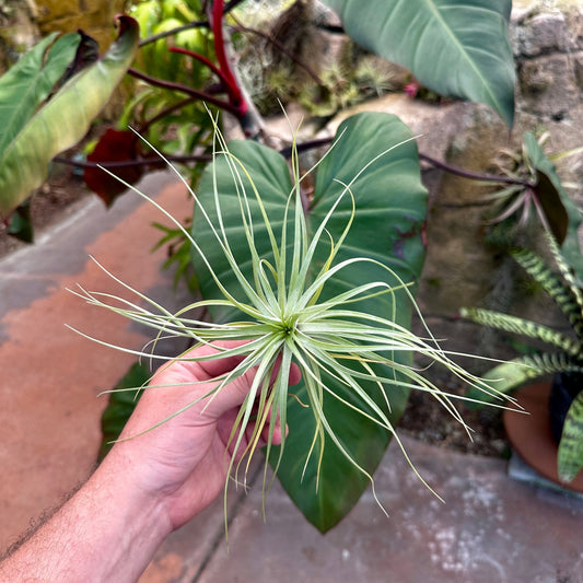 Tillandsia 'An Interesting Cross' (T. nuptialis x T. stricta Hard Leaf) - Rainforest Flora