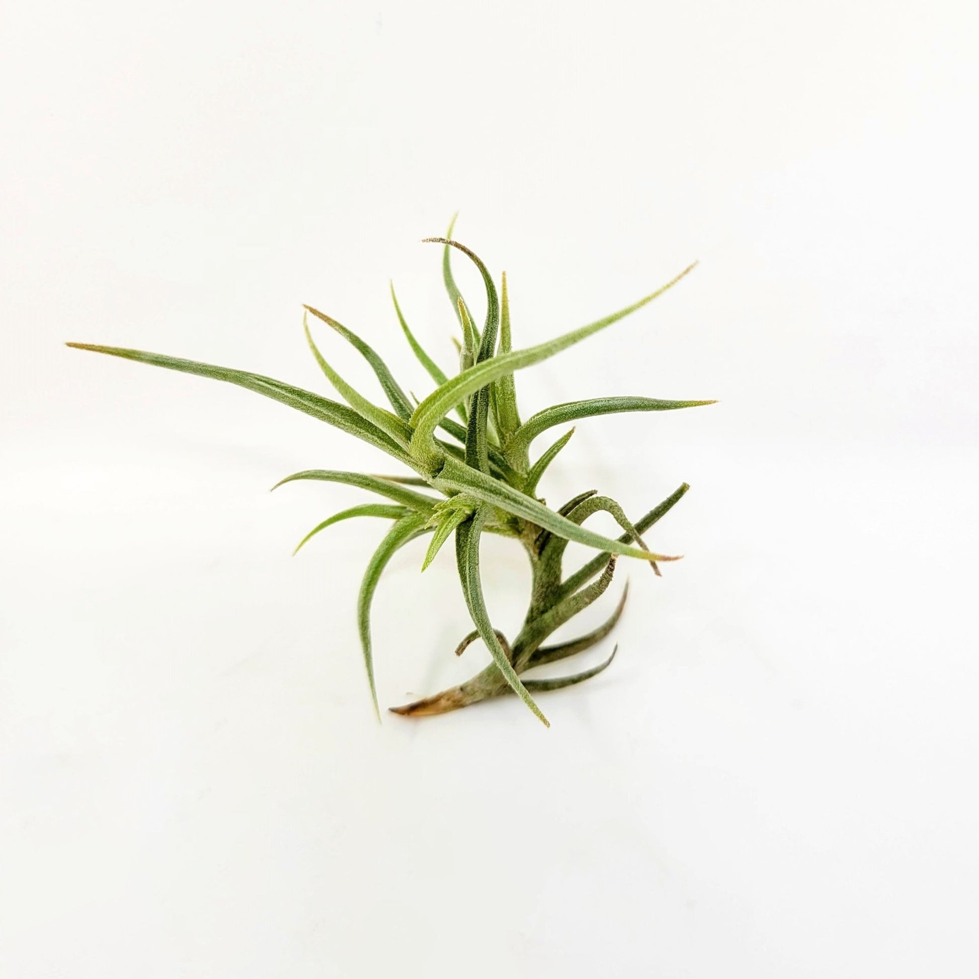 Tillandsia andicola - Rainforest Flora