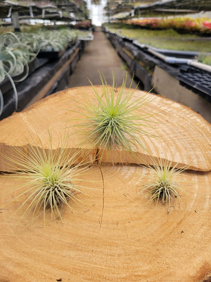 andreana air plant Tillandsia andreana