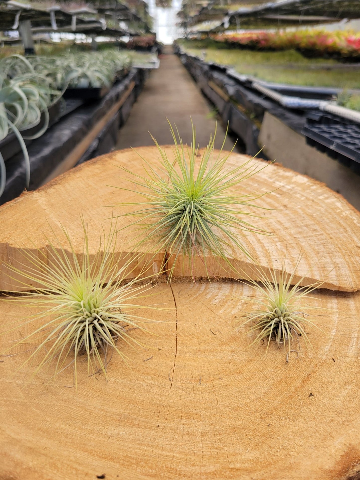 Tillandsia andreana - Rainforest Flora