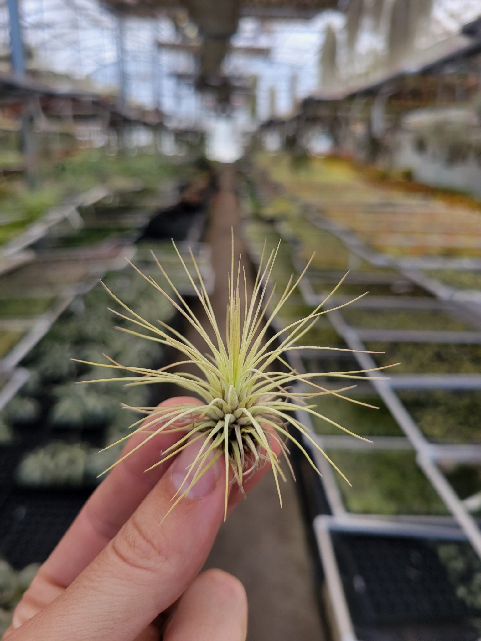 Tillandsia andreana - Rainforest Flora