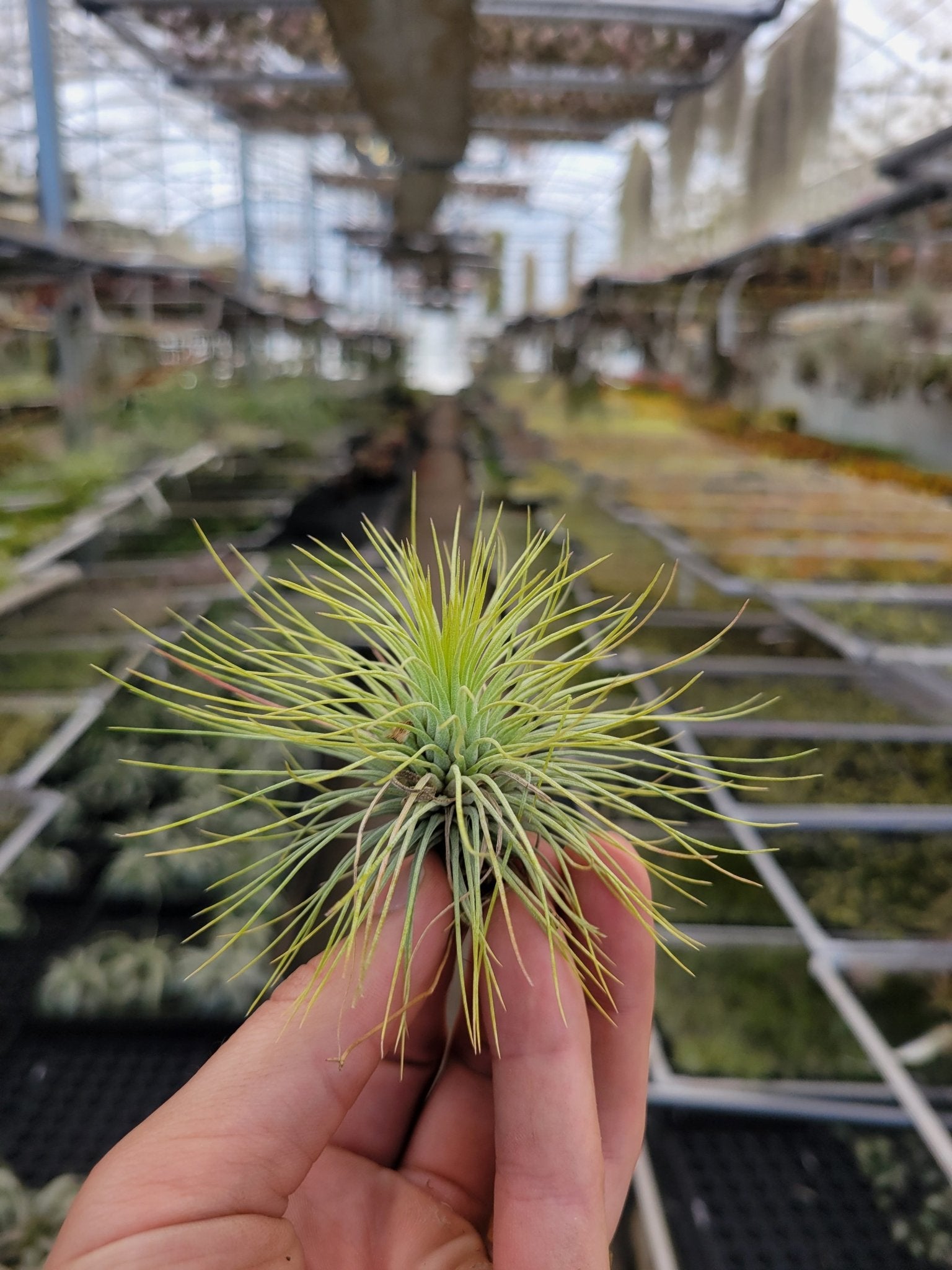 argentea thin air plant Tillandsia andreana – Rainforest Flora