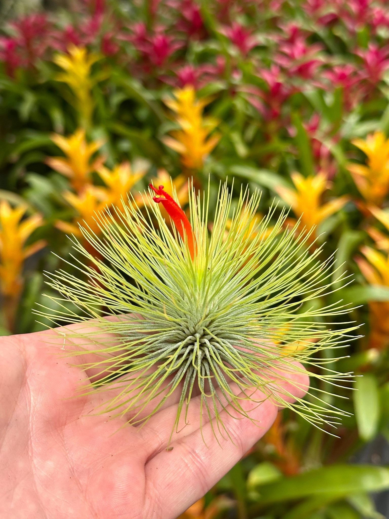 Tillandsia andreana – Rainforest Flora