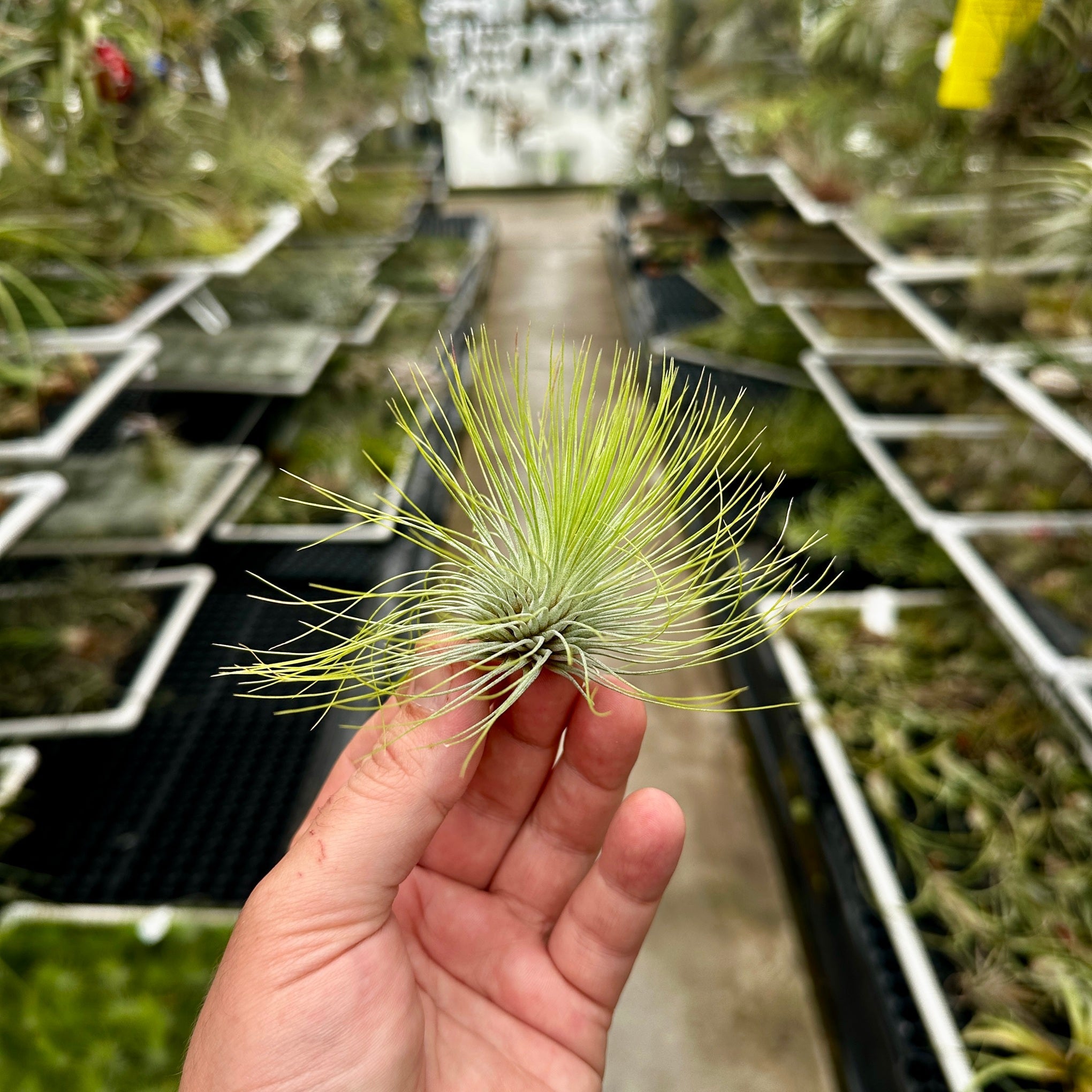 Tillandsia andreana – Rainforest Flora
