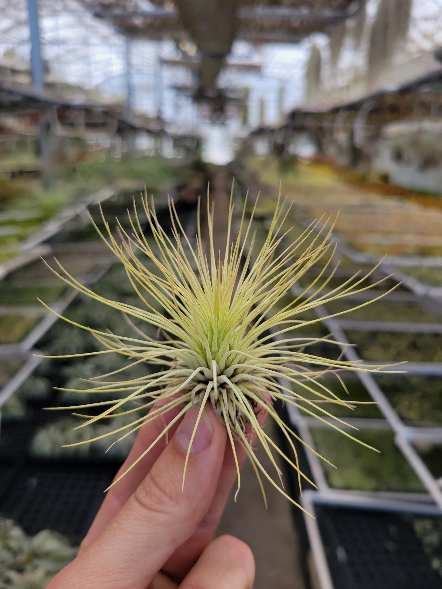 Tillandsia andreana - Rainforest Flora