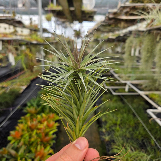 Tillandsia araujei Purple - Rainforest Flora